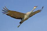 Sandhill Crane In Flight_73145